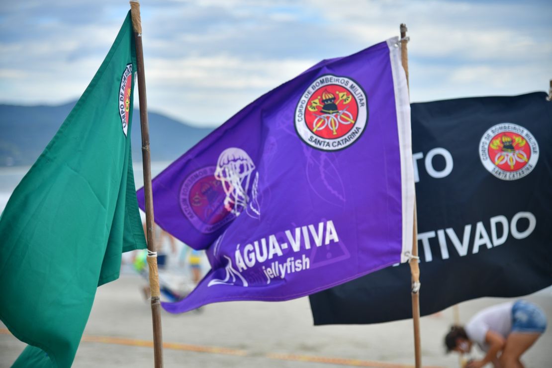 Aumento de 88% nos casos de lesões por águas-vivas no litoral catarinense alerta banhistas
