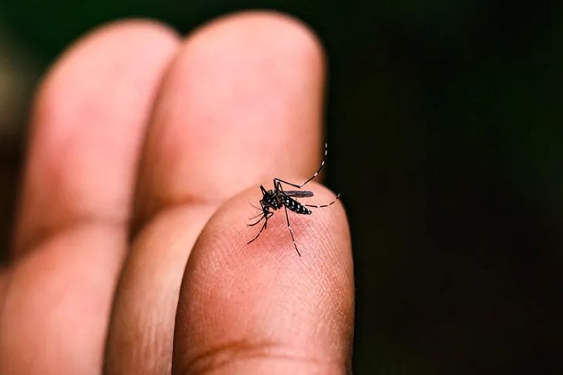 Vigilância Epidemiológica monitora mortes causadas pela dengue e alerta para aumento de casos