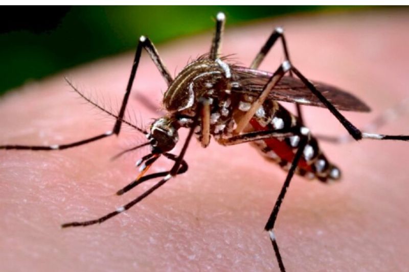 Informe Epidemiológico apresenta quatro óbitos por dengue e 4 óbitos por chikungunya em Santa Catarina