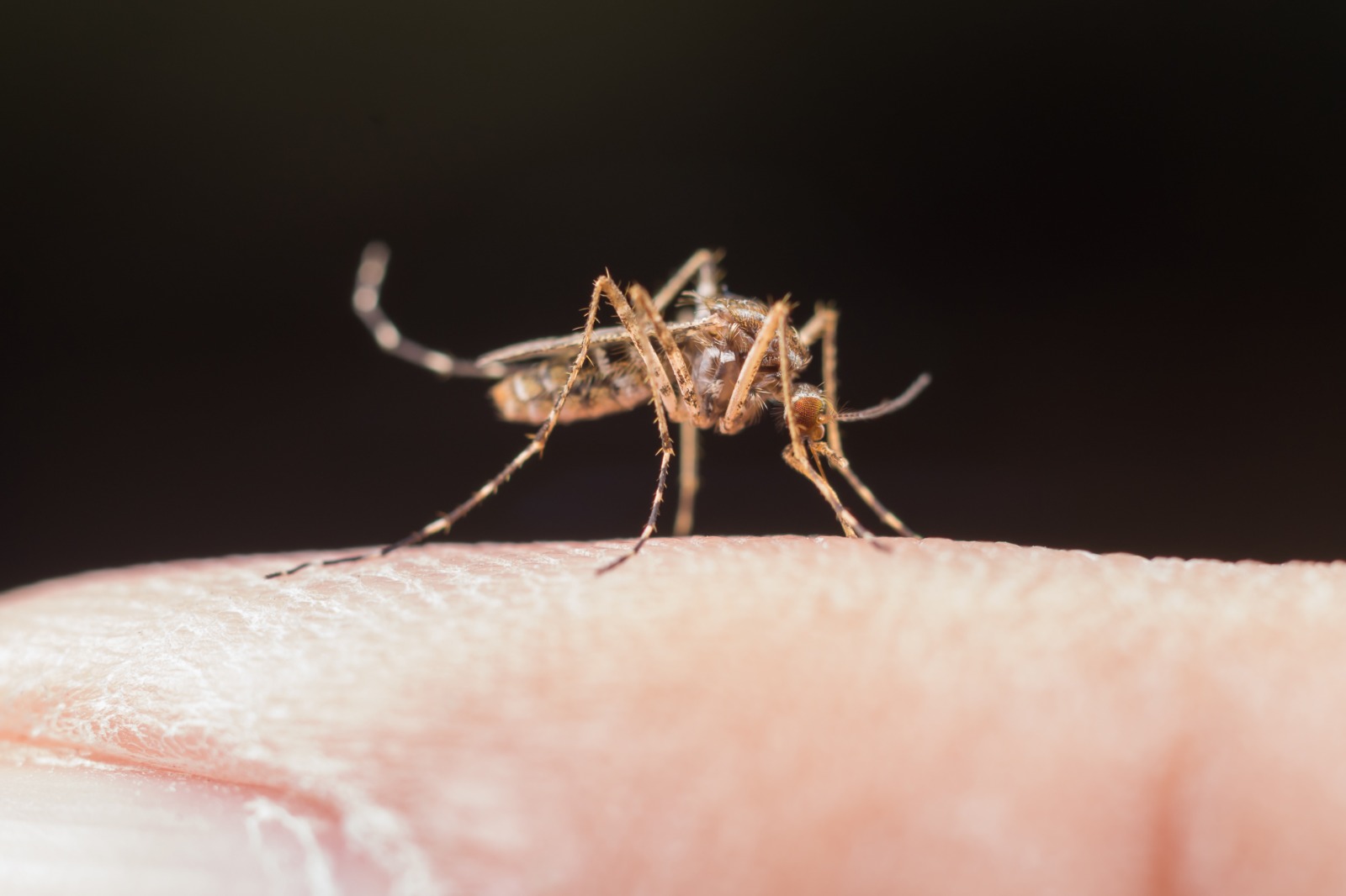 Aumento de casos de dengue e chikungunya 