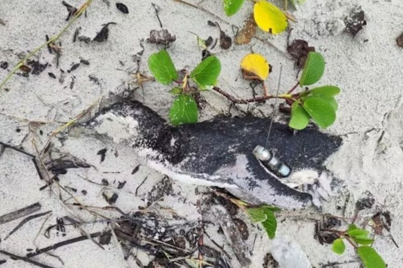 Pinguim com rastreador é encontrado morto em Itapoá