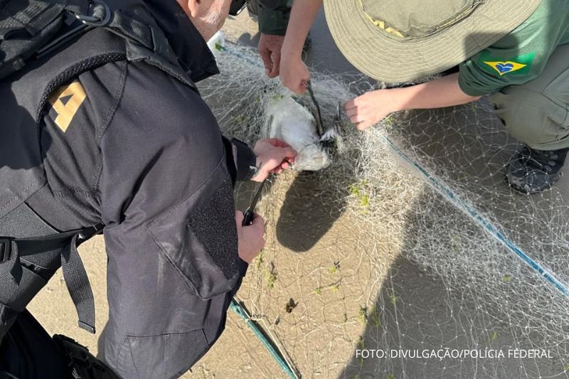 Ação da Polícia Federal retira redes de pesca ilegais na região Portuária de Itapoá