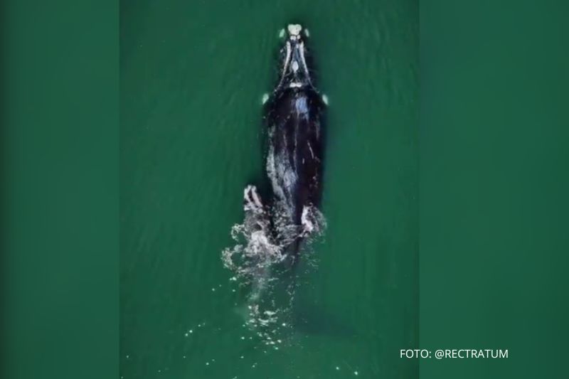 Baleia-franca encanta moradores com acrobacias ao lado do filhote em Itapoá