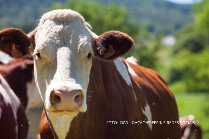 Casos de raiva bovina em São Francisco do Sul mobilizam autoridades para ação emergencial