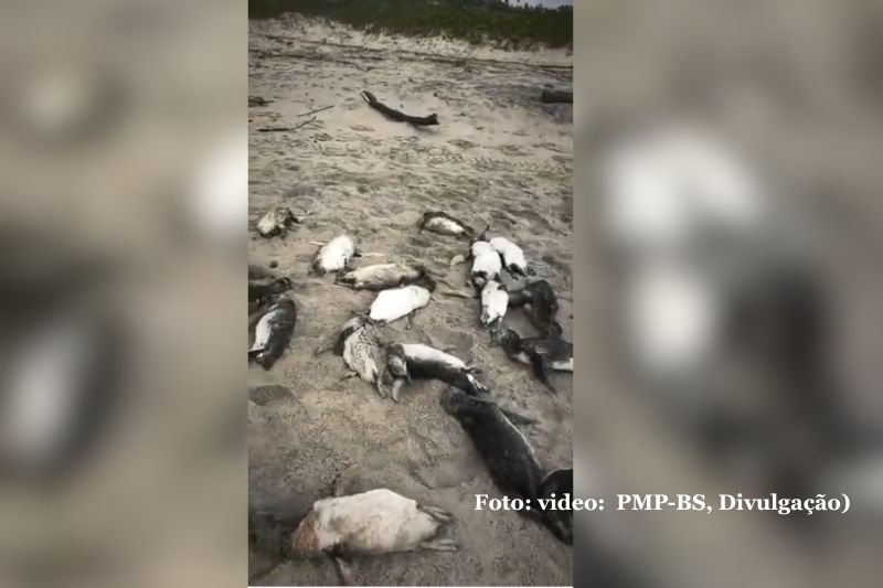 Mais de 80 pinguins são encontrados mortos em praia de São Francisco do Sul