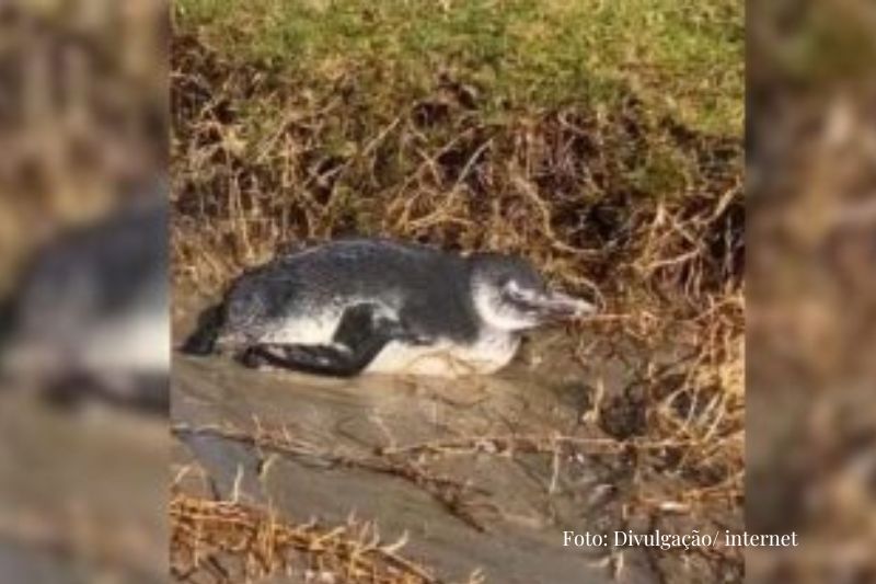 Resgatado em Itapoá, pinguim passa por reabilitação após encalhe na praia