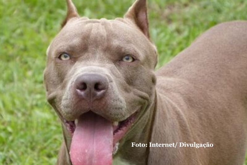 Santa Catarina proíbe criação e venda de pitbulls e raças derivadas