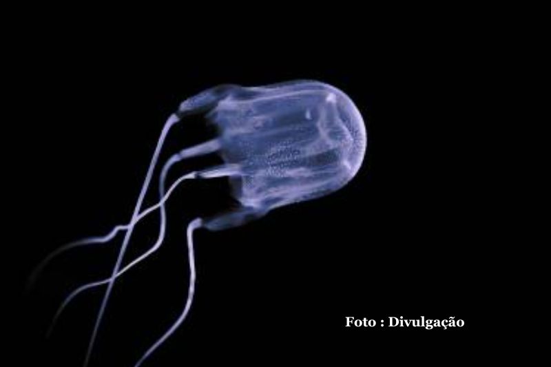 Aumento de ocorrências com águas-vivas marca início do verão em Santa Catarina