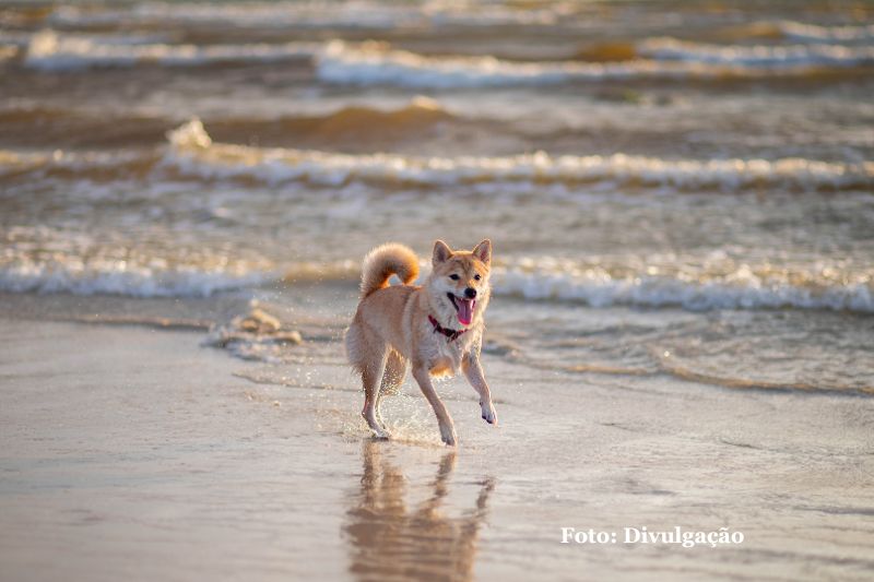 Praias de SC mantêm restrições ao acesso de animais; veja o que dizem as regras por cidade