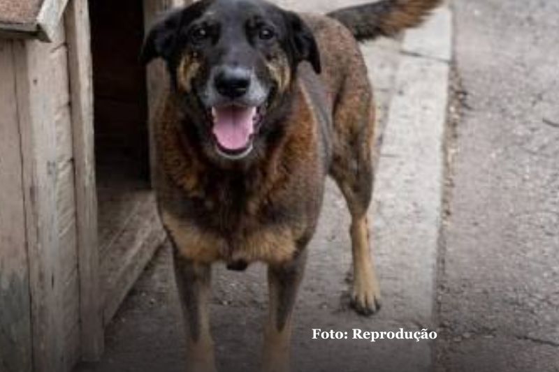 Polícia indicia três adultos por coação de testemunha no caso da morte do cão Orelha, em Florianópolis