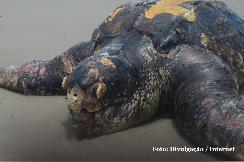 Mais de 200 tartarugas marinhas são encontradas mortas no Litoral Sul em janeiro