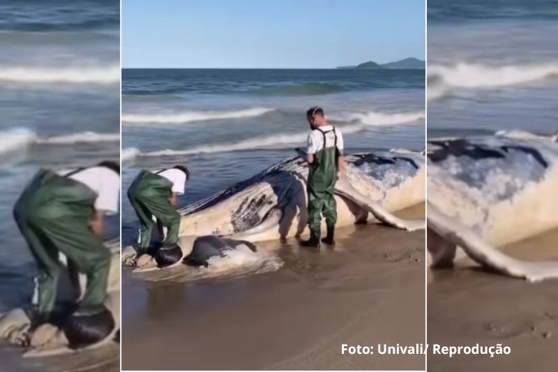 Baleia morta encalha em praia de Barra Velha e chama atenção de moradores