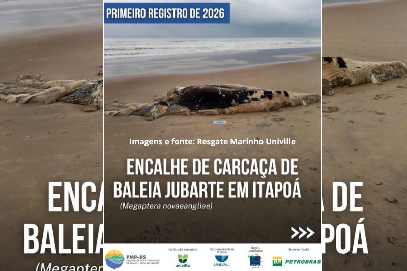 Carcaça de baleia jubarte é encontrada na praia da Barra do Saí, em Itapoá