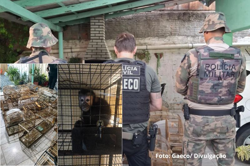 Operação Aruana mira grupo suspeito de tráfico de animais silvestres em SC