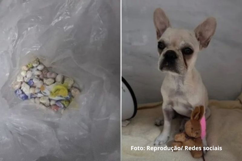 Cadela passa por procedimento de emergência após ingerir pedras de crack em Joinville