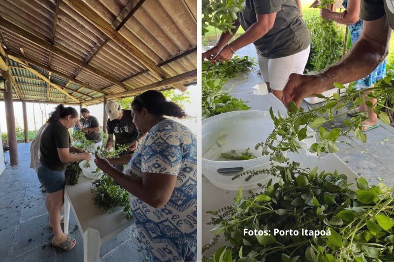 Encontro do programa Itapoá Sempre Verde destaca uso de plantas medicinais e alimentícias