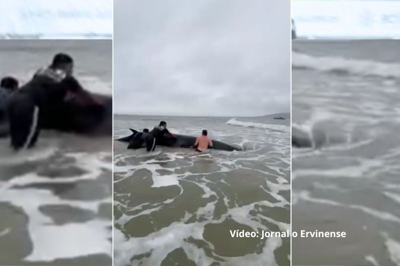 Grupo de surfistas ajuda filhote de baleia a voltar ao mar em praia de São Francisco do Sul