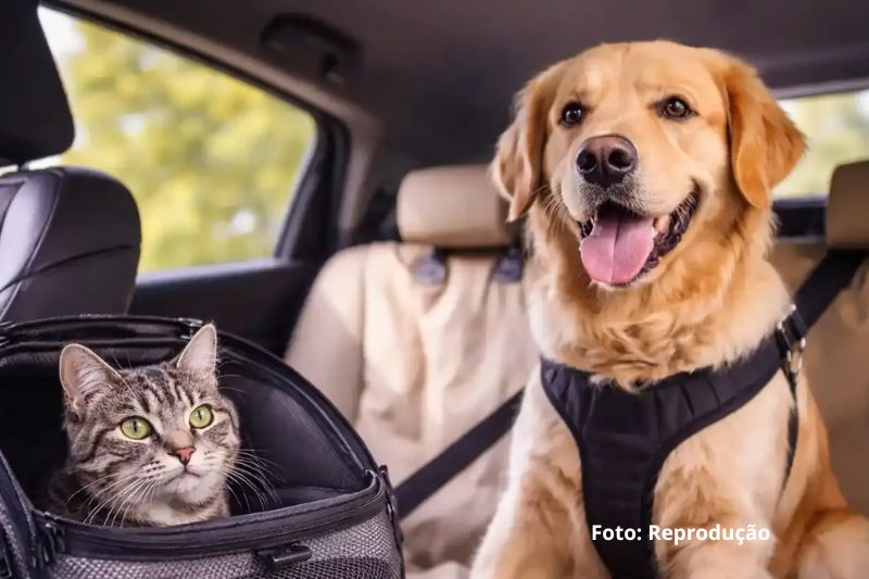 Pet solto no carro pode gerar multa e colocar vidas em risco