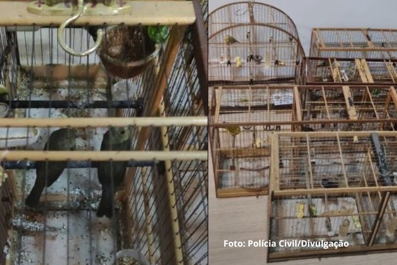 Homem é preso por irregularidades com aves silvestres em Garuva