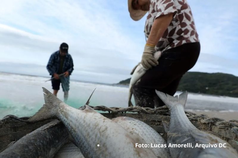 Safra da tainha começa com mais peixe liberado e promessa de temporada mais equilibrada em SC