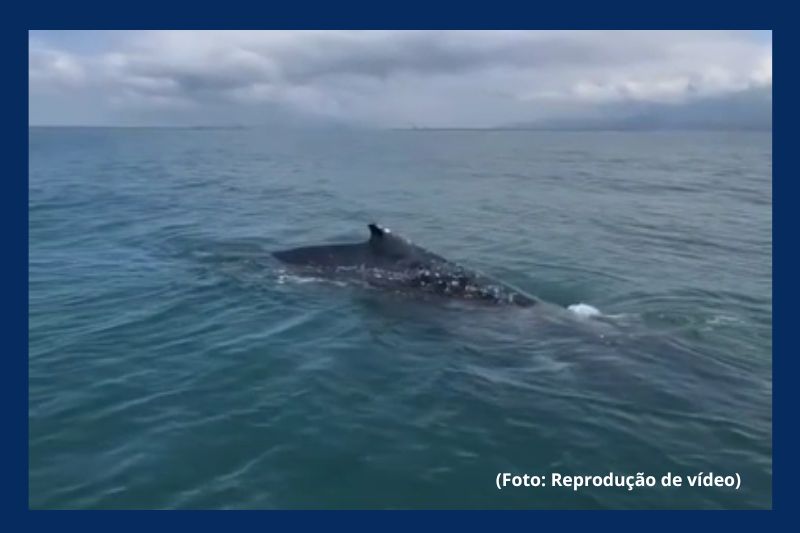 Casal registra encontro com baleia-jubarte durante pescaria em Itapoá