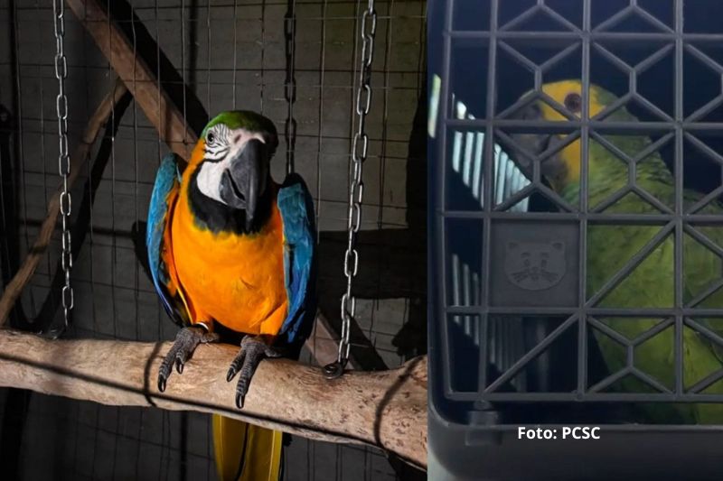 Operação da Polícia Civil desarticula esquema de tráfico de aves silvestres em Joinville e Garuva