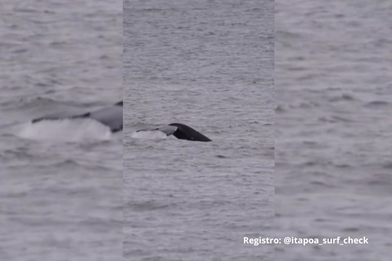 Baleia surge perto da costa de Itapoá e faz “dança no mar” após horas de espera