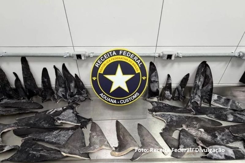 Mais de 17 toneladas de barbatanas de tubarão são apreendidas no Porto de Itapoá; Ibama aplica multa de R$ 50 milhões