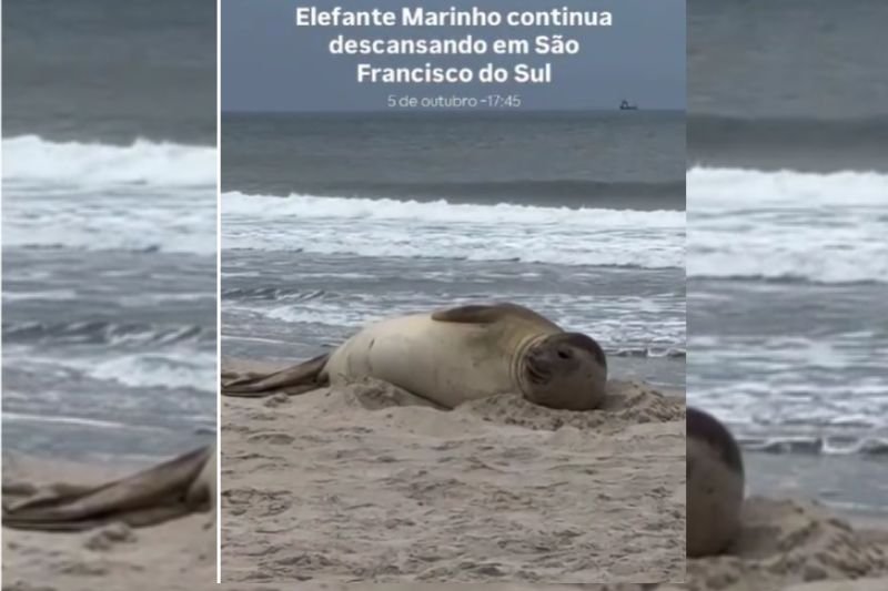 Elefante-marinho do sul é flagrado vivo pela primeira vez no litoral norte de SC