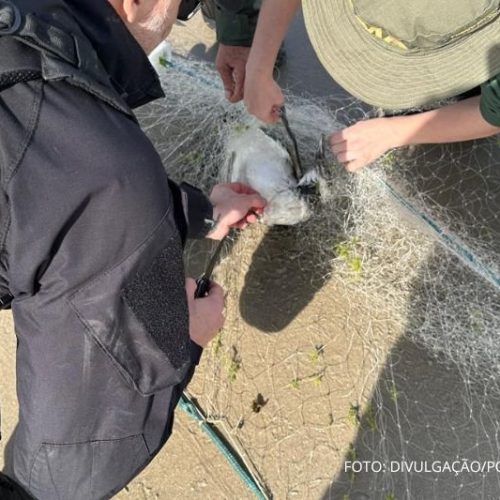 Ação da Polícia Federal retira redes de pesca ilegais na região Portuária de Itapoá