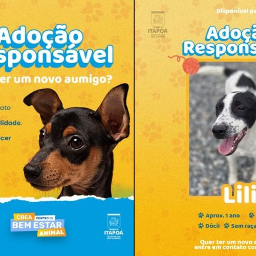 Adoção responsável: transforme uma vida com amor e consciência