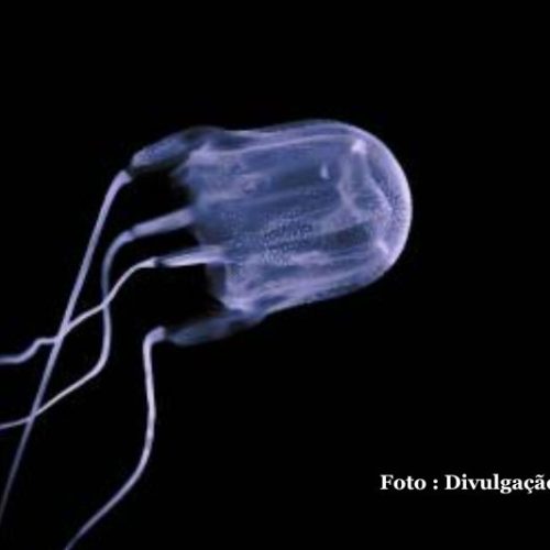 Aumento de ocorrências com águas-vivas marca início do verão em Santa Catarina