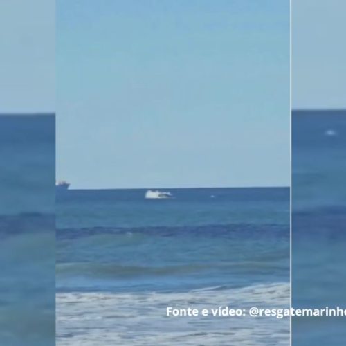 Baleia franca é avistada em São Francisco do Sul por equipe do mar
