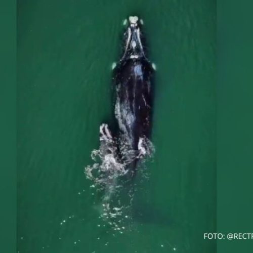 Baleia-franca encanta moradores com acrobacias ao lado do filhote em Itapoá