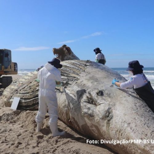 Baleia-jubarte de 30 toneladas é achada morta em praia de SC