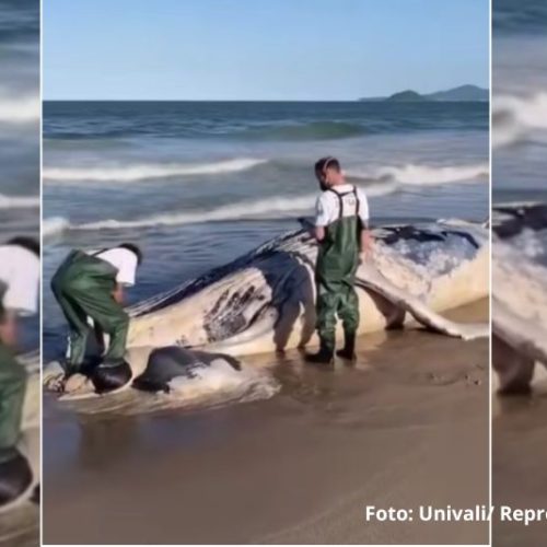 Baleia morta encalha em praia de Barra Velha e chama atenção de moradores