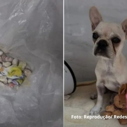 Cadela passa por procedimento de emergência após ingerir pedras de crack em Joinville