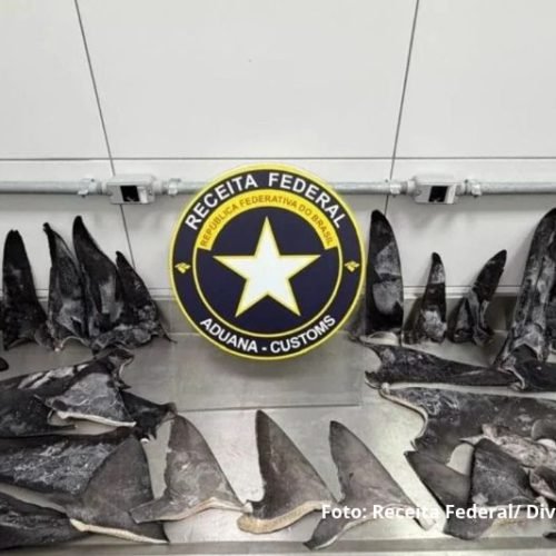 Mais de 17 toneladas de barbatanas de tubarão são apreendidas no Porto de Itapoá; Ibama aplica multa de R$ 50 milhões