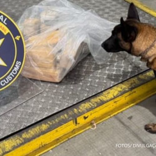 Cão farejador localiza 17 kg de cocaína avaliados em R$ 4 milhões no Porto de Itapoá