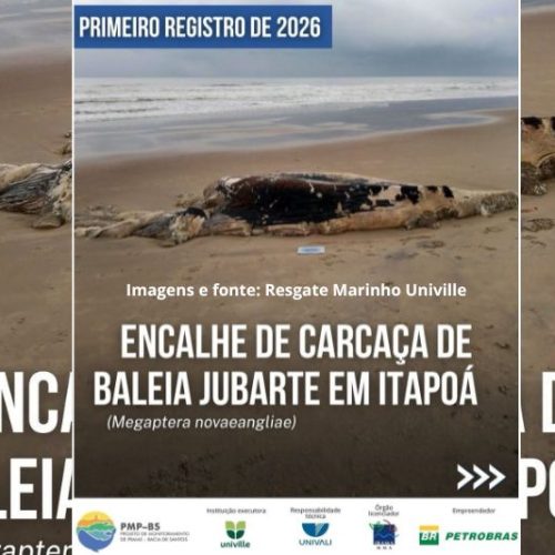 Carcaça de baleia jubarte é encontrada na praia da Barra do Saí, em Itapoá
