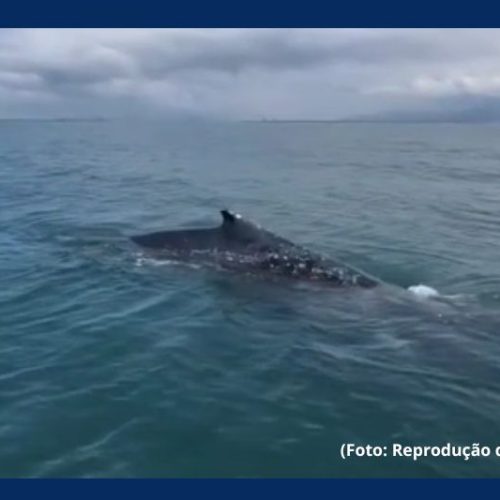 Casal registra encontro com baleia-jubarte durante pescaria em Itapoá