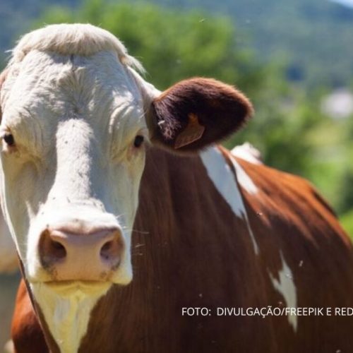 Casos de raiva bovina em São Francisco do Sul mobilizam autoridades para ação emergencial