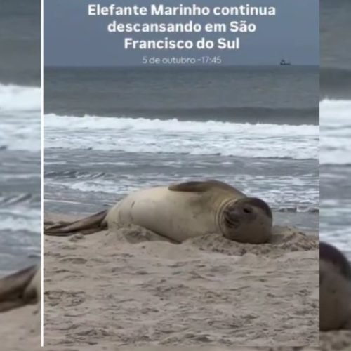 Elefante-marinho do sul é flagrado vivo pela primeira vez no litoral norte de SC