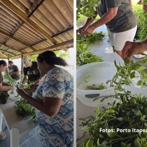 Encontro do programa Itapoá Sempre Verde destaca uso de plantas medicinais e alimentícias