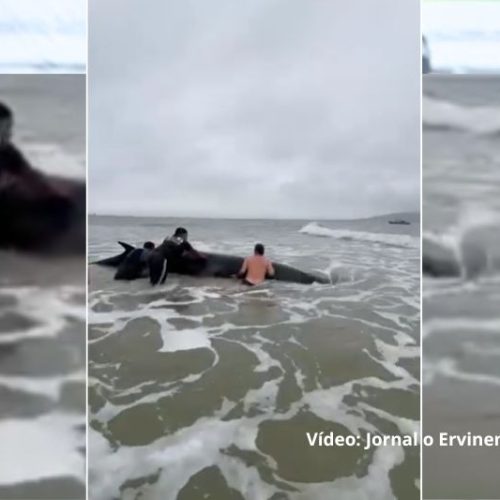 Grupo de surfistas ajuda filhote de baleia a voltar ao mar em praia de São Francisco do Sul