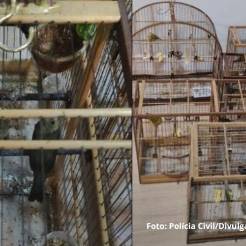 Homem é preso por irregularidades com aves silvestres em Garuva
