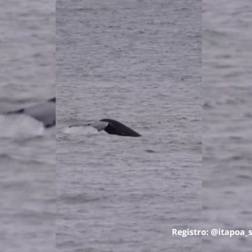 Baleia surge perto da costa de Itapoá e faz “dança no mar” após horas de espera