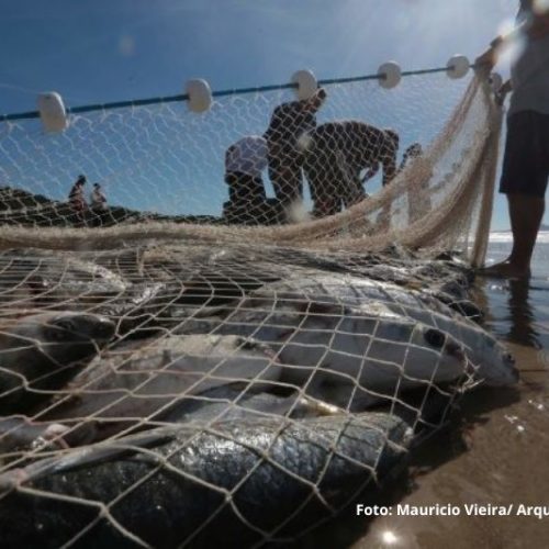 Estado protocola ação no STF para derrubada das cotas para a pesca artesanal da tainha