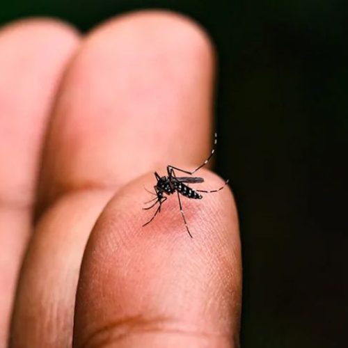 Vigilância Epidemiológica monitora mortes causadas pela dengue e alerta para aumento de casos
