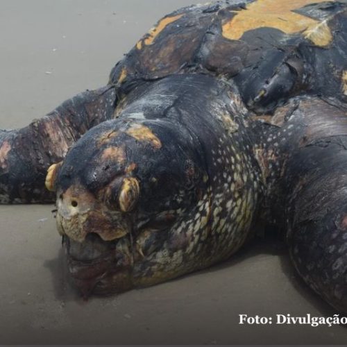 Mais de 200 tartarugas marinhas são encontradas mortas no Litoral Sul em janeiro